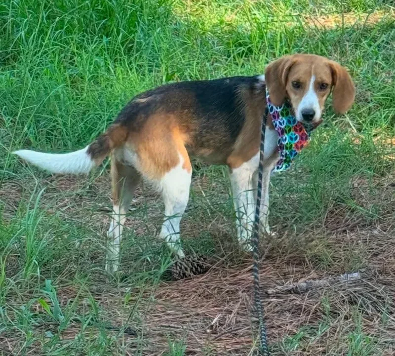 An adult small-sized female Tricolor (Brown, Black, & White) Beagle dog named Darla for adoption in Sumter, SC