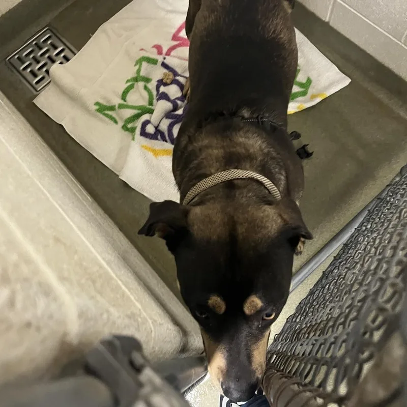 An adult medium-sized female Black Rottweiler dog named 70789 for adoption in Harrisonburg, VA