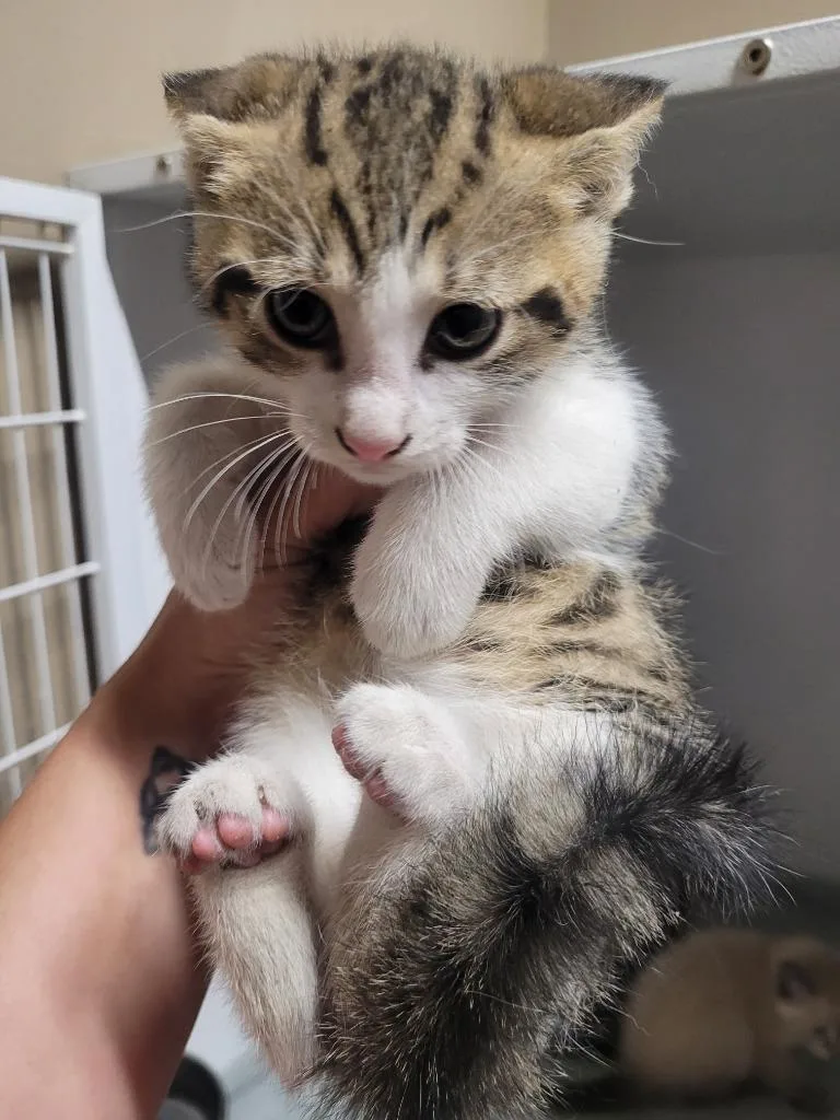 A baby small-sized male Domestic Short Hair cat named Julius for adoption in Huntsville, TX