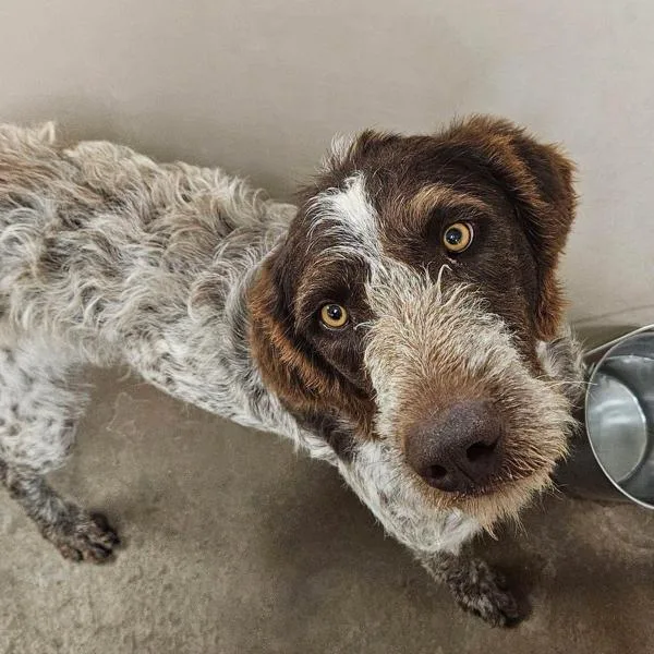 A young small-sized male White / Cream German Wirehaired Pointer dog named Boomer for adoption in Santa Rosa, CA