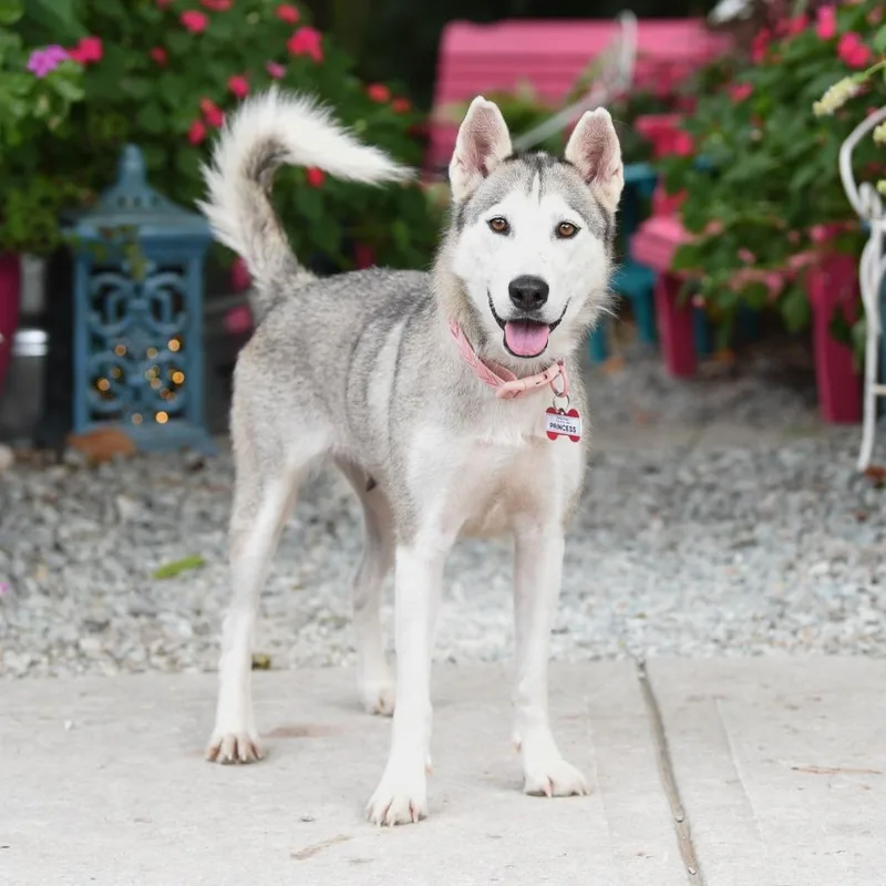 An adult medium-sized female White / Cream Husky dog named Princess for adoption in Wake Forest, NC