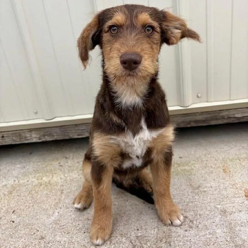 A baby medium-sized male Brown / Chocolate Australian Shepherd dog named Merrick for adoption in Fredericksburg, TX
