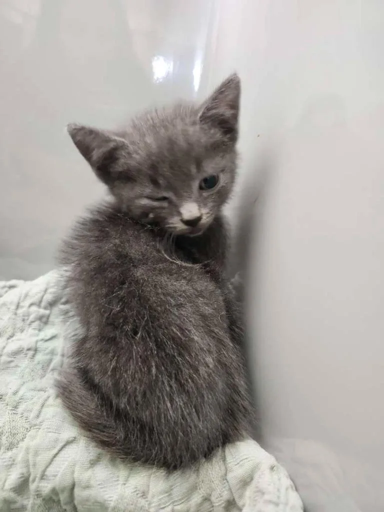 A baby small-sized male Domestic Short Hair cat named Tiddly for adoption in Hillsboro, OH