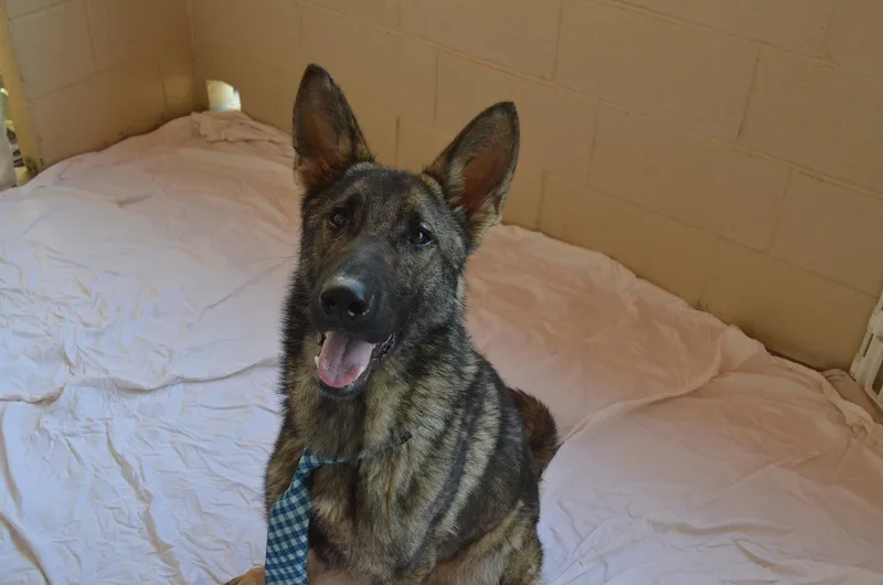 A young large-sized male Belgian Shepherd / Malinois dog named Bryce for adoption in McKinney, TX