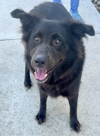 An adult large-sized female Black Mixed Breed dog named Coconut for adoption in Georgetown, TX