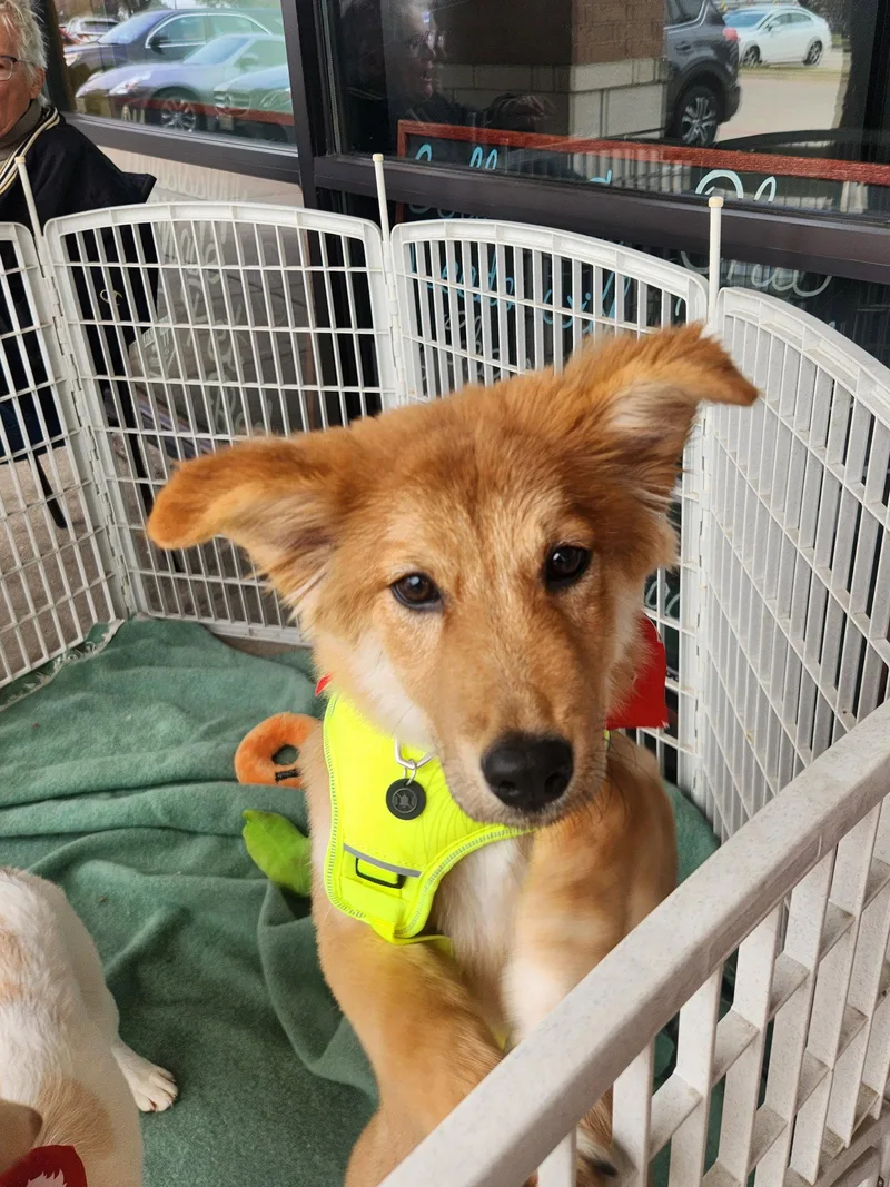 A young medium-sized female Mixed Breed dog named Bailey for adoption in Dallas, TX