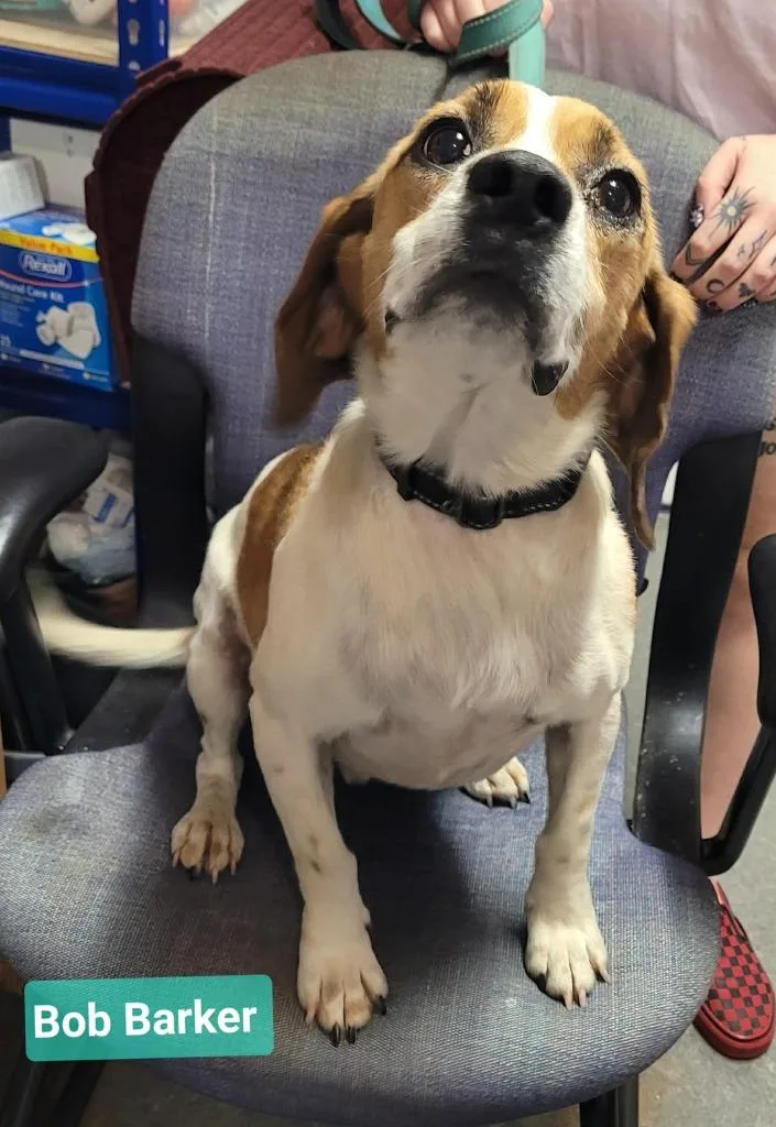 An adult medium-sized male Beagle dog named Bob Barker for adoption in Richmond, IN