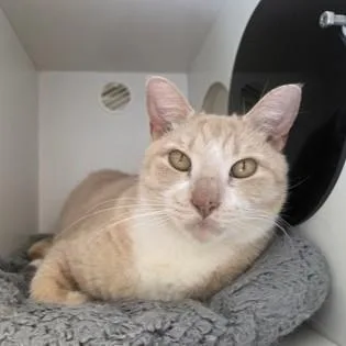 Louisiana thumbnail 2