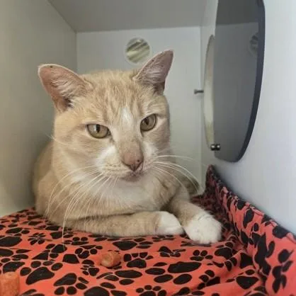 Louisiana thumbnail 3