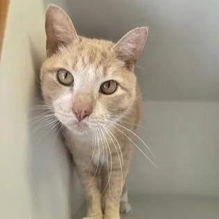 Louisiana thumbnail 5