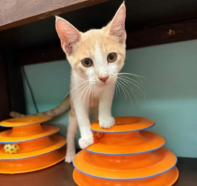 A young medium-sized male Domestic Short Hair cat named Baby for adoption in Camarillo, CA