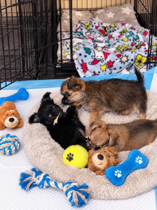 A young small-sized female Shih Tzu dog named Chenielle for adoption in North Bend, WA