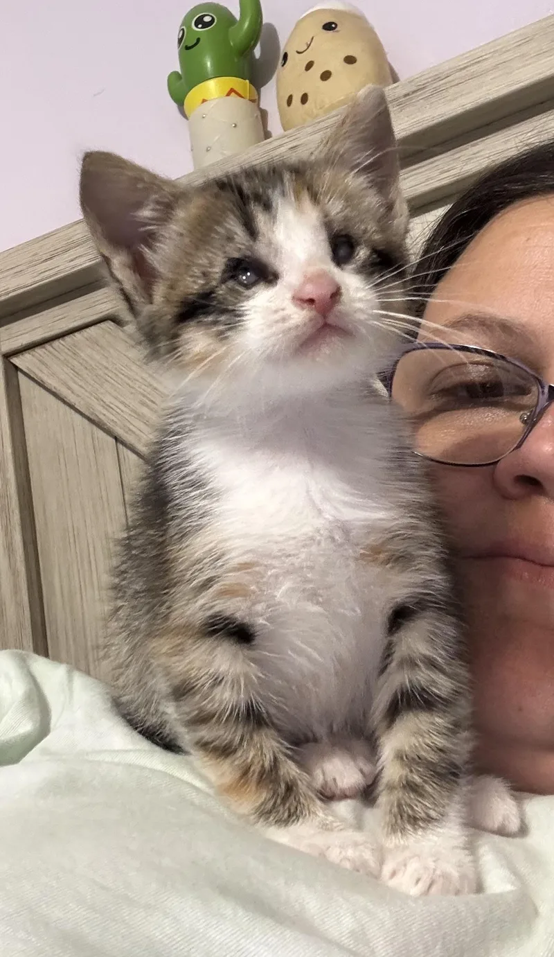 A baby medium-sized female Domestic Short Hair cat named Haven for adoption in GREENVILLE, NC