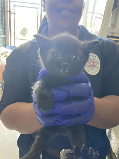 A baby small-sized male Domestic Short Hair cat named Tucson for adoption in Dallas, TX