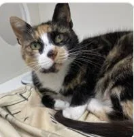 An adult medium-sized female Domestic Short Hair cat named Flip Flop for adoption in West Chester, PA