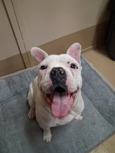 An adult medium-sized male American Bulldog dog named Charlie for adoption in Chula Vista, CA