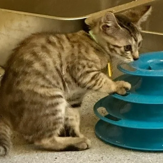 A baby medium-sized female Tabby (Buff / Tan / Fawn) Tabby cat named Spice Loving and for adoption in Hoquiam, WA