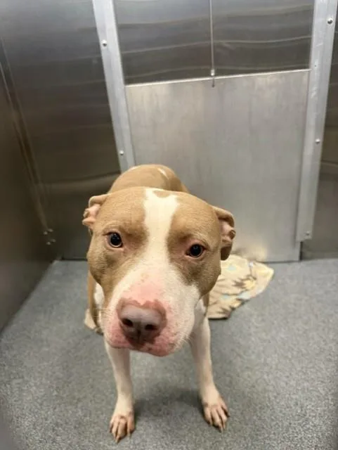 A young large-sized male Mixed Breed dog named Ford for adoption in Dallas, TX