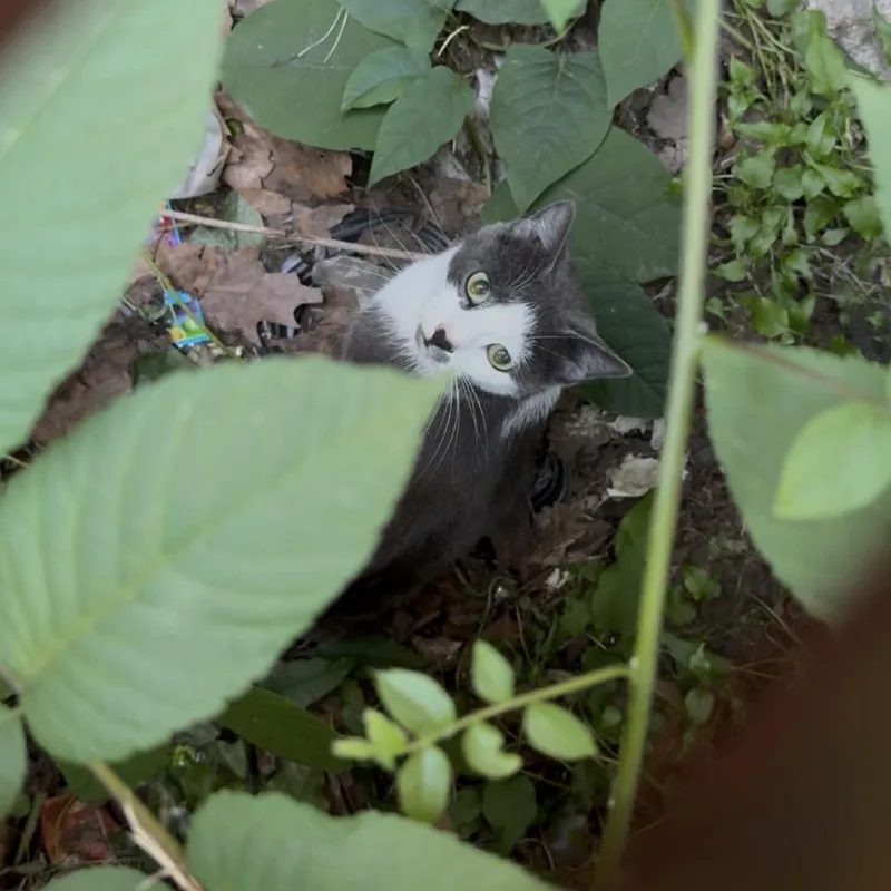 An adult medium-sized female Gray / Blue / Silver Domestic Short Hair cat named Figara Career Cat for adoption in Newark, NJ