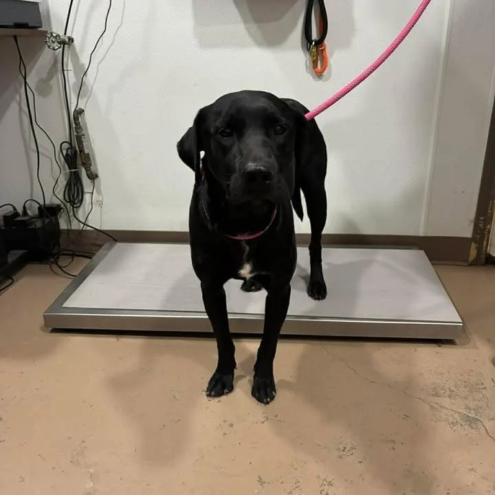 An adult medium-sized male Black Mixed Breed dog named Dice for adoption in Buchanan Dam, TX