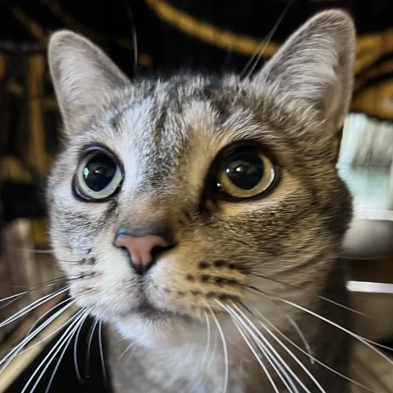 An adult large-sized male Domestic Short Hair cat named Benny for adoption in Pittsford, VT