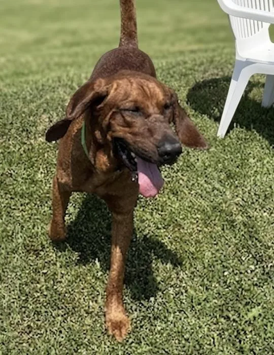 An adult large-sized male Merle (Red) Bloodhound dog named Wumbo for adoption