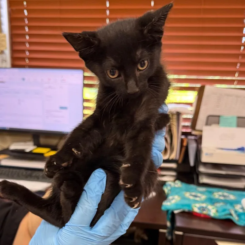 A baby small-sized male Black Domestic Short Hair cat named Bernie for adoption in Birmingham, AL