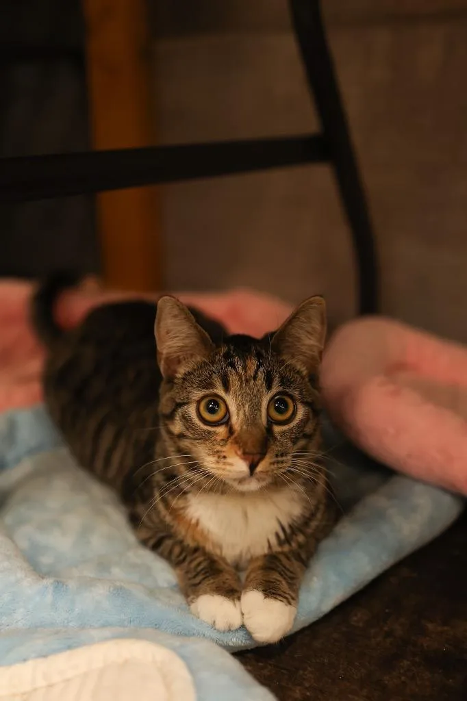 A young medium-sized female Tabby (Buff / Tan / Fawn) Tabby cat named Crepe for adoption in Mira Loma, CA
