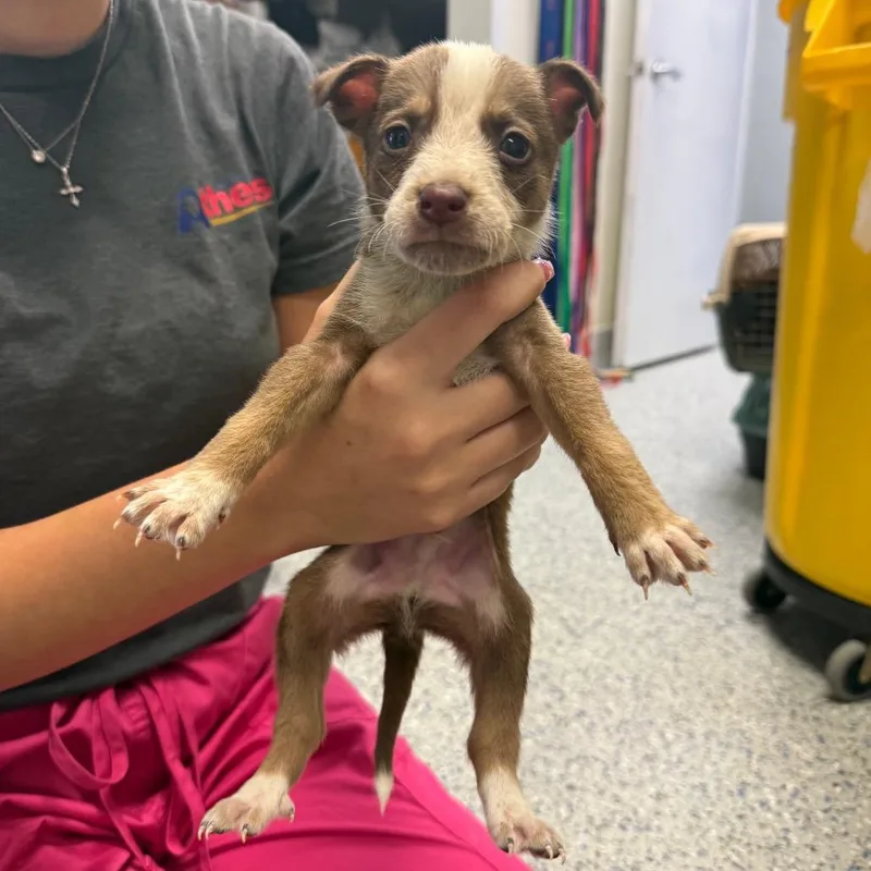 A baby small-sized male Cattle Dog dog named Michelangelo for adoption in Tyler, TX
