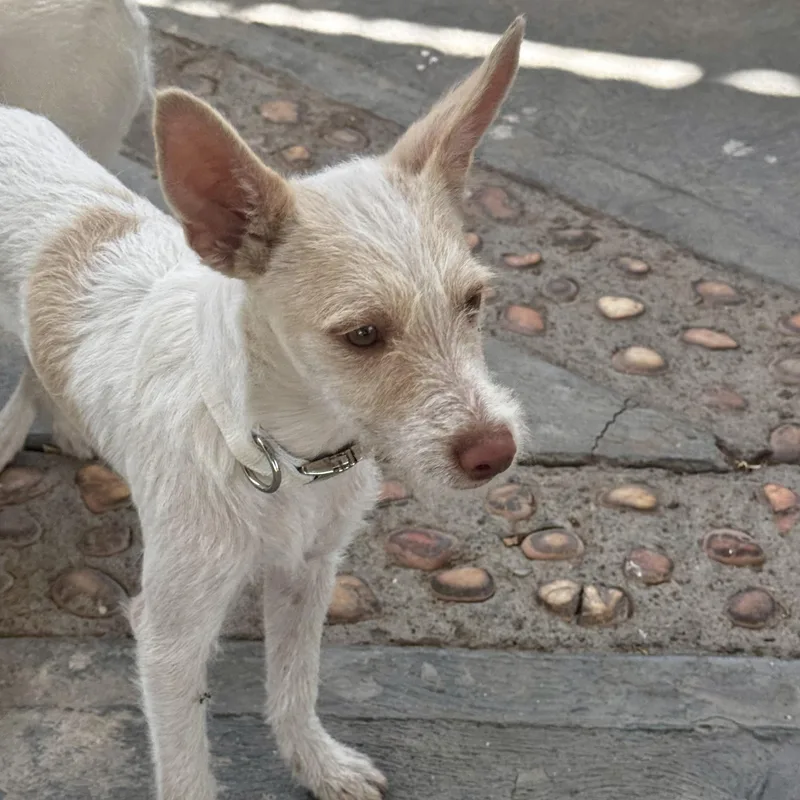 A baby small-sized male Apricot / Beige Wirehaired Terrier dog named Phil for adoption in Manvel, TX
