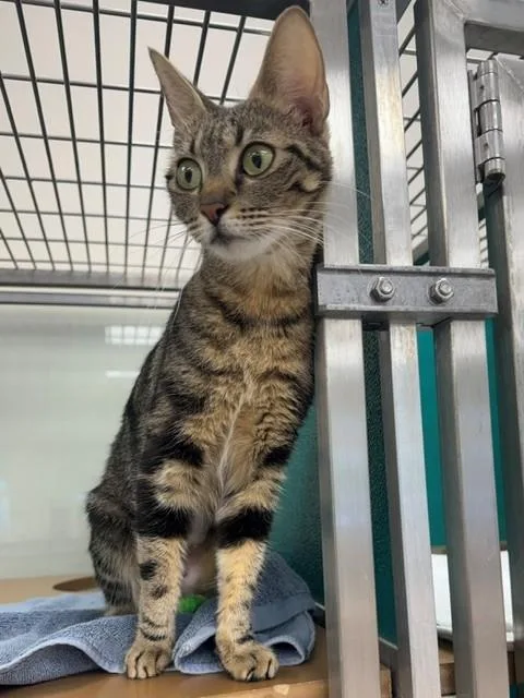 A young medium-sized female Domestic Short Hair cat named Alexis for adoption in Naples, FL