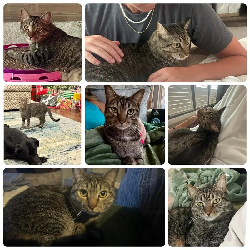 An adult small-sized male Domestic Short Hair cat named Toddash for adoption in Spring, TX