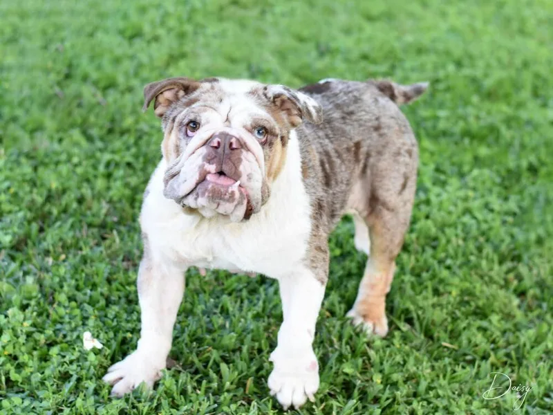 A young medium-sized female American Bulldog dog named Daisy The Bulldog for adoption in Brewster , NY