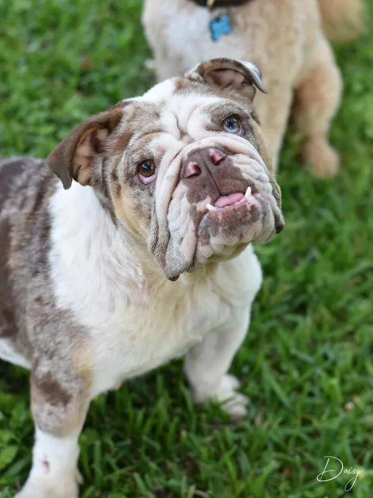 Daisy The Bulldog thumbnail 3