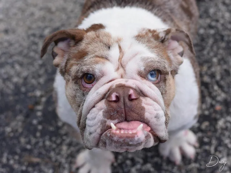 Daisy The Bulldog thumbnail 4