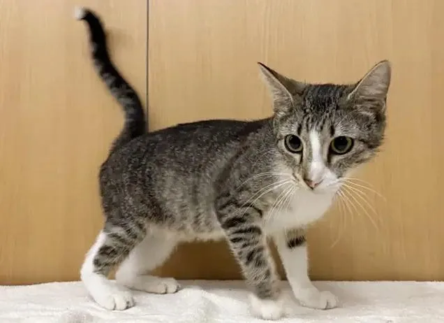 A young medium-sized female Domestic Short Hair cat named Mojito for adoption in Saint Louis, MO