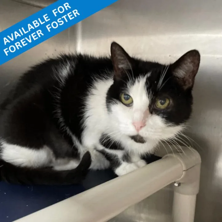 A senior medium-sized female Domestic Short Hair cat named Sassy Cat for adoption in Roanoke, VA