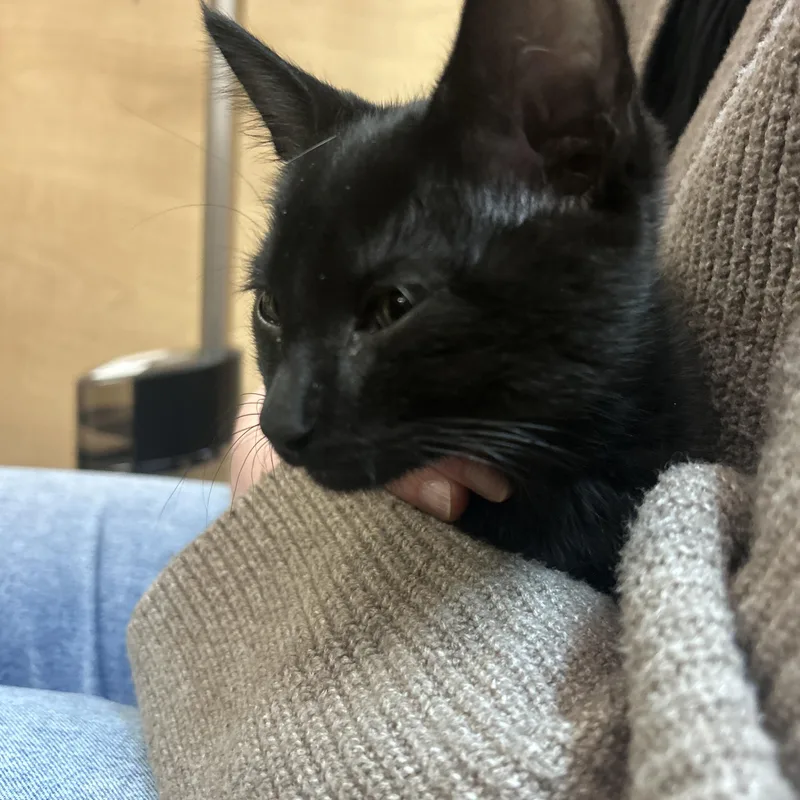 A baby medium-sized male Black & White / Tuxedo Domestic Short Hair cat named Remy & Wren for adoption in Worcester, MA