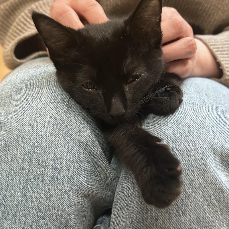 Remy & Wren thumbnail 2