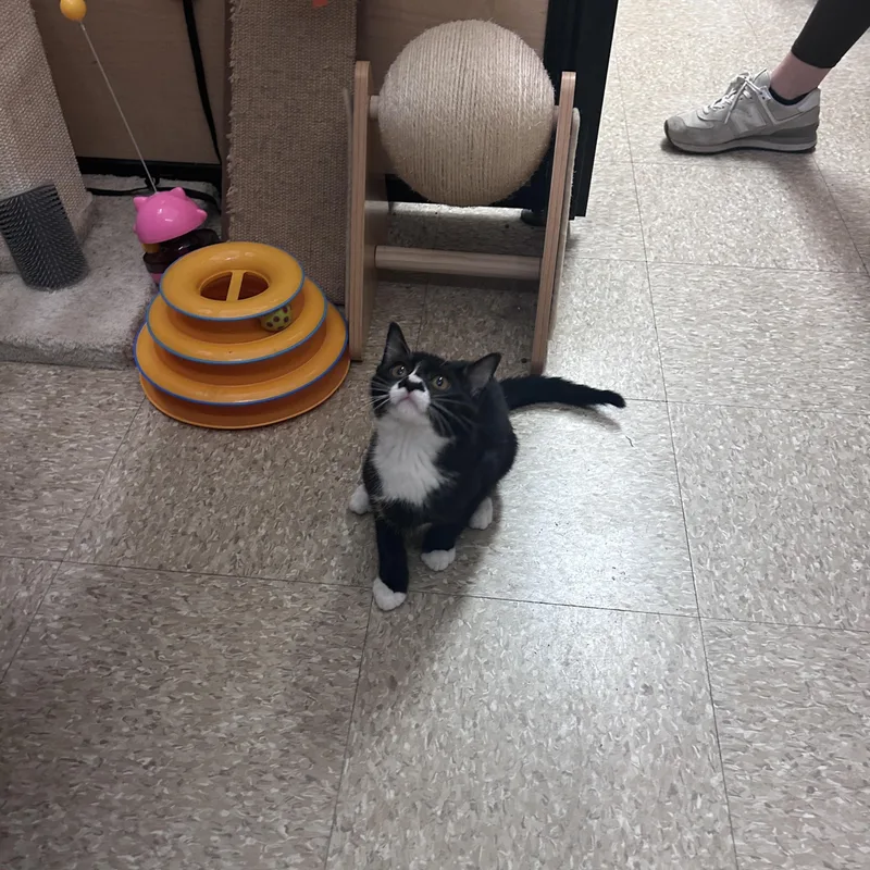 Remy & Wren thumbnail 3