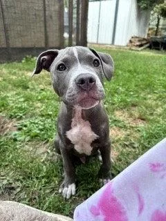A baby medium-sized male Pit Bull Terrier dog named Oryn for adoption in Saint Paul, MN