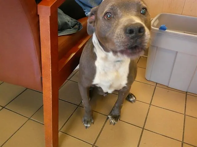 An adult large-sized male American Staffordshire Terrier dog named Enzo for adoption in Ocala, FL