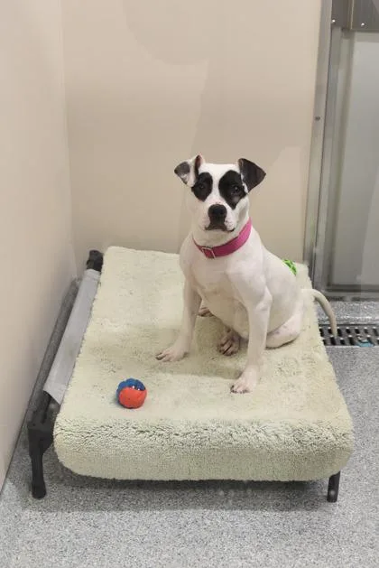 Cheyanne thumbnail 3