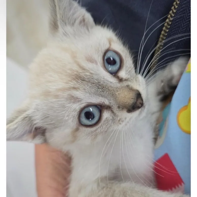 A baby small-sized female White Domestic Short Hair cat named Marshmallow for adoption in Escondido, CA