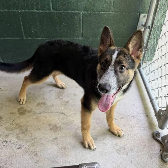 A baby small-sized female Black Shepherd dog named Moonwalk for adoption in Carencro, LA