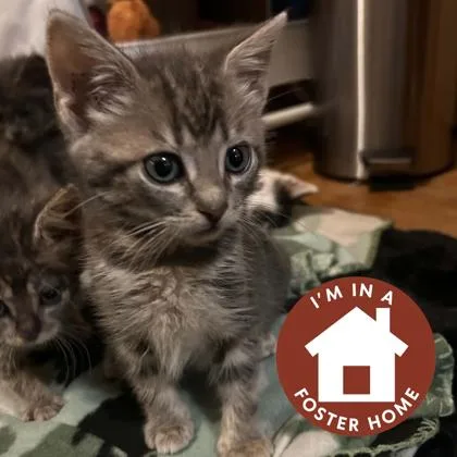 A baby small-sized female Domestic Short Hair cat named Sapphire for adoption in Janesville, WI