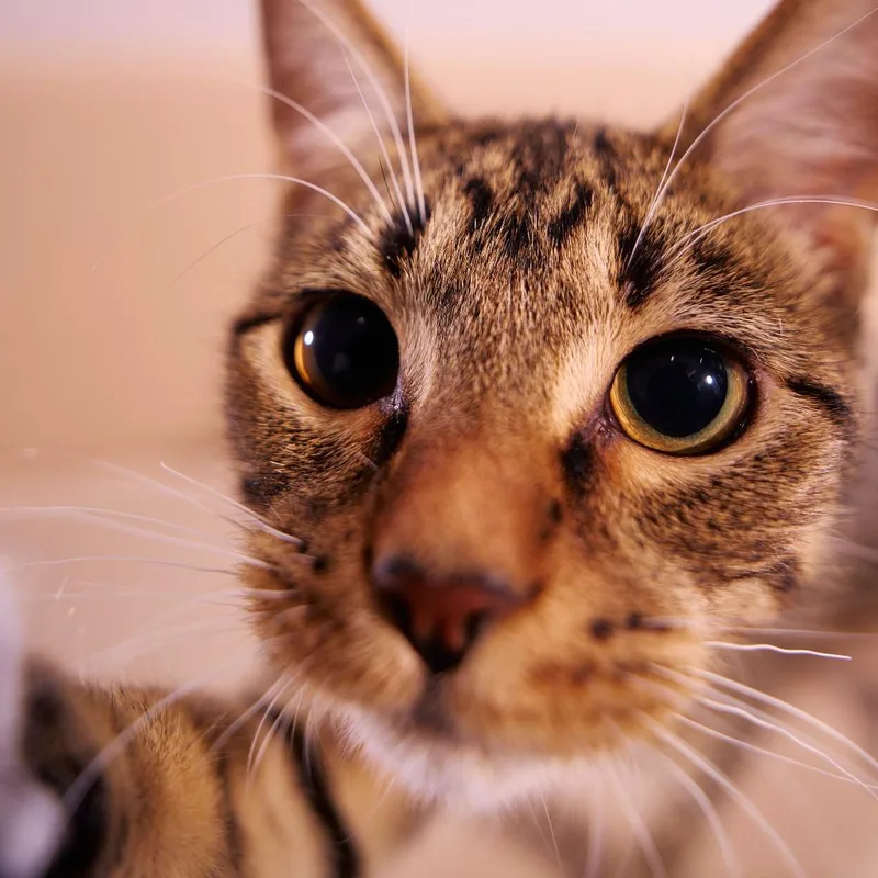 A baby medium-sized male Brown / Chocolate Domestic Short Hair cat named Purrlock O'holmes for adoption in Chaska, MN