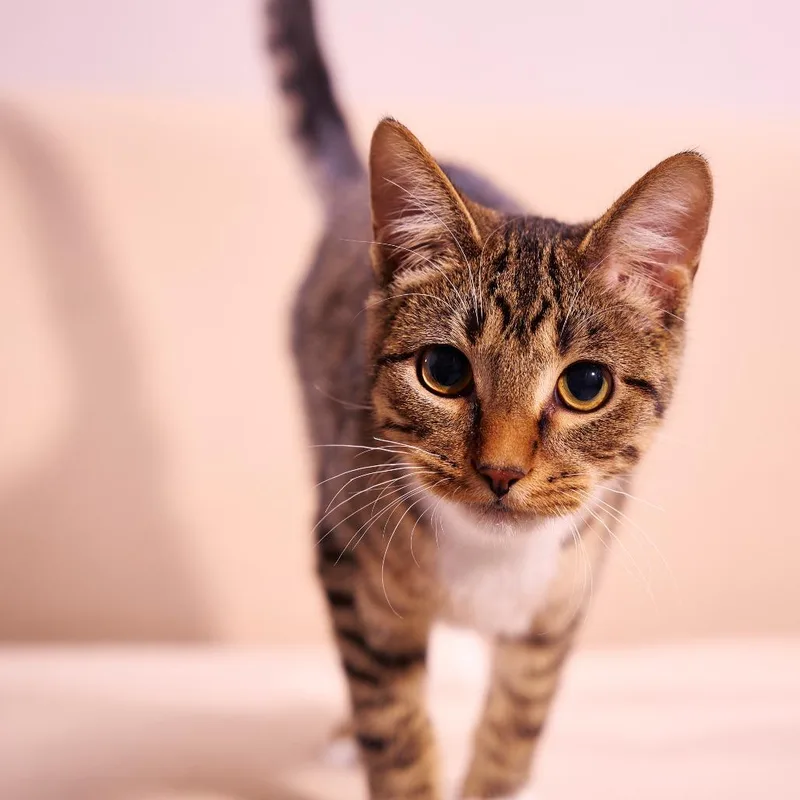 Purrlock O'holmes thumbnail 3