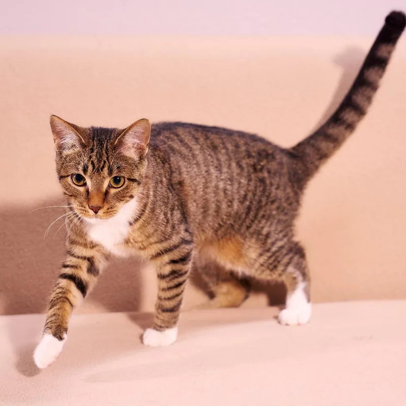 Purrlock O'holmes thumbnail 4