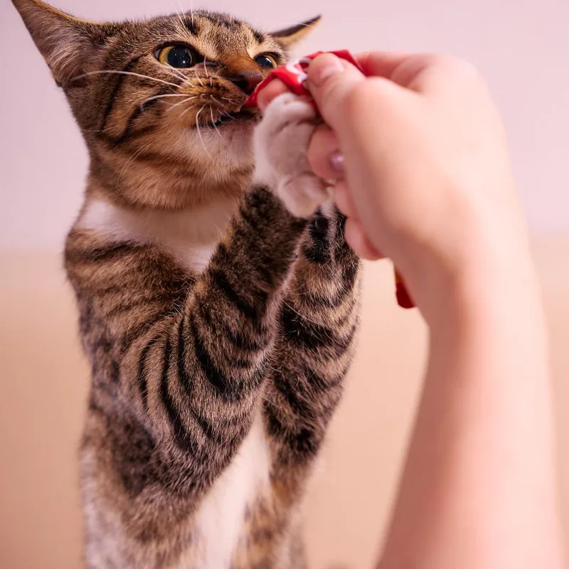 Purrlock O'holmes thumbnail 5